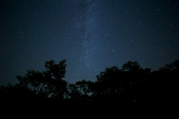 forest,nature,stars,trees