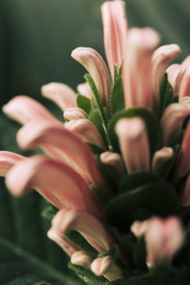 pattern,flower,abstract,nature,pink,spring,plant,natural,growth,blossom,bright,day,bloom,closeup,of