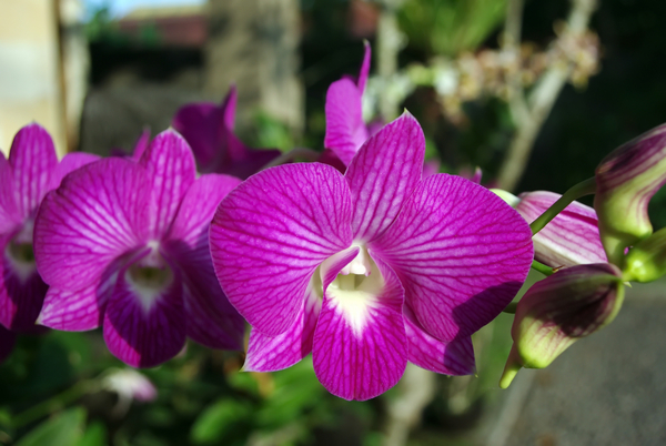 cc0,c1,thailand,orchid,flower,violet,exotic,purple flower,plant,botany,free photos,royalty free