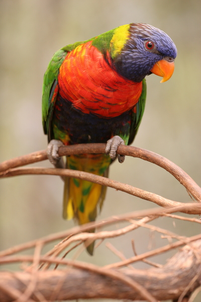 bird,parrot,parakeet,rainbow lorikeet,lorikeet,trichoglossus haematodus