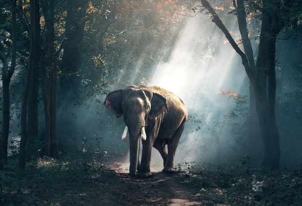 elephant,asian,trees,sun,ray,jungle,forest,leaves,tusks,large,animals,ears