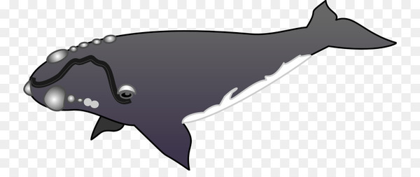 whales,cetaceans,killer whale,mammal,drawing,right whales,humpback whale,blue whale,dolphin,whale,sperm whale,marine mammal,cetacea,fish,bowhead,png