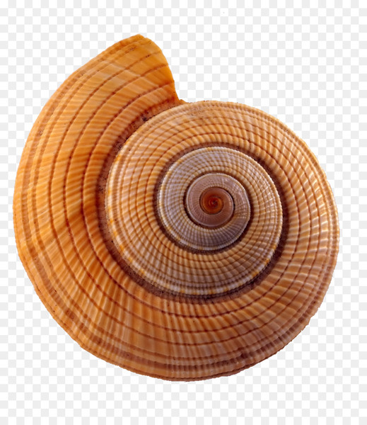 seashell,caracol,conch,yellow,spiral,ostrea,color,caracola,sea,gastropods,drawing,wood,snail,png