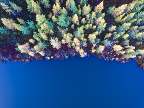 trees,clolorful,aerial,view,plant,forest,nature,fall,autumn,sea,ocean,blue,water