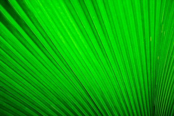 miscellaneou,pattern,texture,eco,plant,green,positivepsychthing,night,light,green,pattern,leaf,pleated,plant,macro,palm,fold,texture,palm frond,tree,palm tree