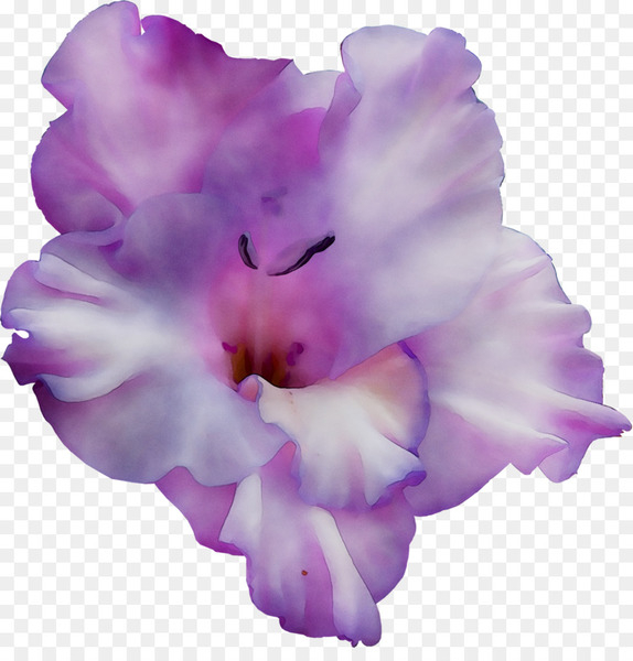 gladiolus,cattleya orchids,orchids,moth orchids,iphone xr,herbaceous plant,azalea,plants,mobile phones,iphone,violet,purple,petal,flower,pink,lilac,plant,lavender,flowering plant,morning glory,magenta,cattleya,iris,cut flowers,png