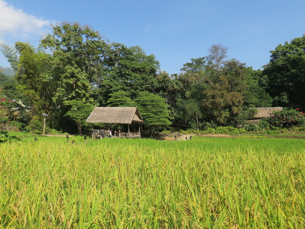 cc0,c1,laos,housing,rice field,rural landscape,highlands,food,power,culture,free photos,royalty free