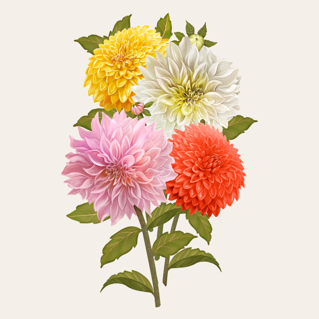 mixed,refreshment,fauna,botany,blooming,bunch,dahlia,delicate,detail,relaxation,bloom,cream background,petal,grow,white flower,drawn,spring flowers,flora,beautiful,festive,spring background,background white,blossom,botanical,fresh,cream,romantic,hand drawing,life,growth,background flower,plants,nature background,natural,park,jungle,drawing,flower background,decoration,sketch,white,garden,white background,spring,hand drawn,nature,floral background,hand,flowers,floral,flower,background
