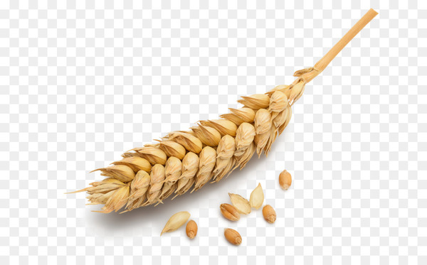 ear,wheat,barley,cereal,stock photography,malt,bread,royaltyfree,photography,grain,rye,whole grain,grass family,emmer,dinkel wheat,commodity,food grain,food,wheat flour,cereal germ,oat,ingredient,png
