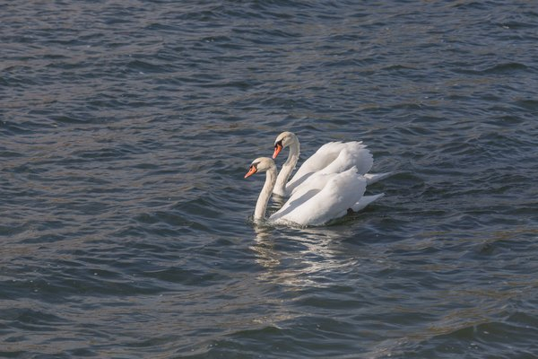  love,water,swans,nature, animal