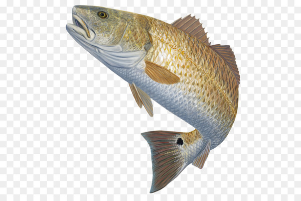 Free: Bass fishing Red drum Fly fishing - bass 