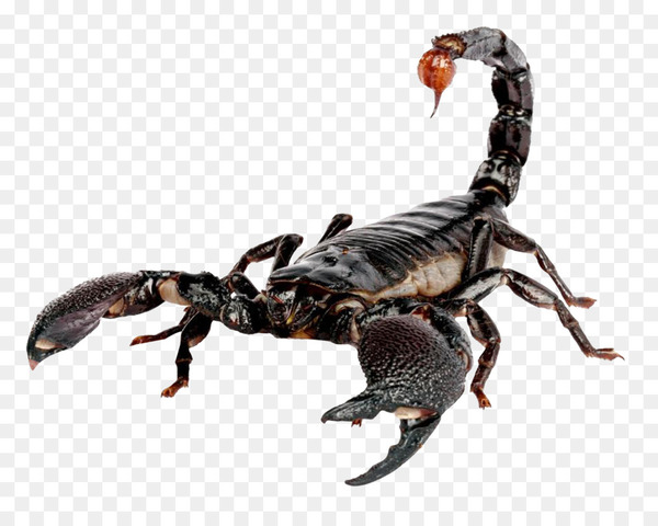scorpion,scorpion sting,exeter exotics,light,emperor scorpion,pincer,scorpio,metasoma,arachnid,hadrurus arizonensis,amblypygi,terrestrial animal,arthropod,invertebrate,organism,png