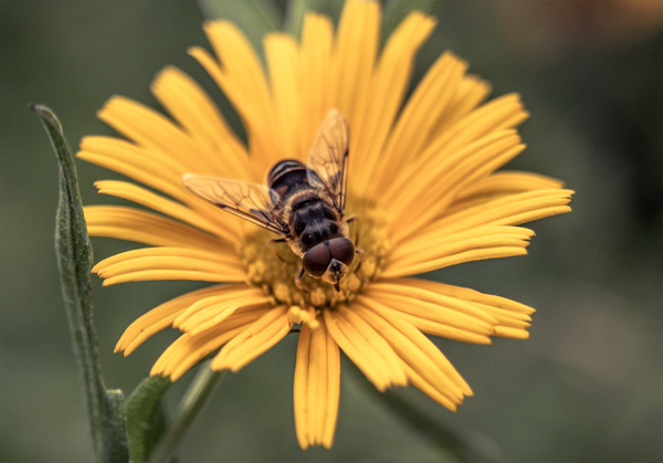 bee,flower,nature,insect,pollinated,pollinate,bees