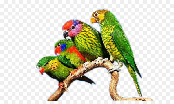 budgerigar,true parrot,bird,lovebird,lories and lorikeets,parakeet,macaw,beak,download,raster graphics,pixel,parrot,lorikeet,perico,common pet parakeet,fauna,organism,png