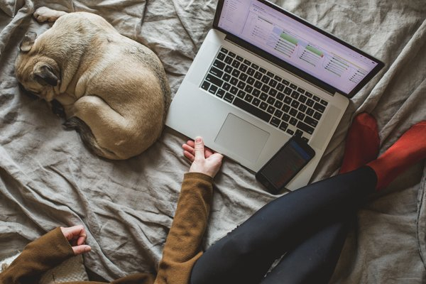  dog,bed,mac,work,iphone,laptop,comfort,working,home api, workspace