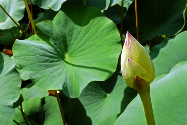lotus flower,images of lotus,white lotus flower,lotus plant,flower lotus,water lotus,pink lotus flower,lotus flower photos