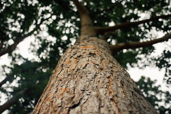perspective,green,leafe,m,blue,green,fruit,flower,plant,tree,bark,trunk,sky,up,nature,bokeh,foliage,texture,surface,wood,leafe,creative commons images