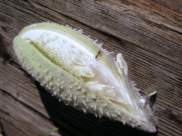 milkweed pod,milkweed,seed pod,pod,seed,silk,floss,white,ant