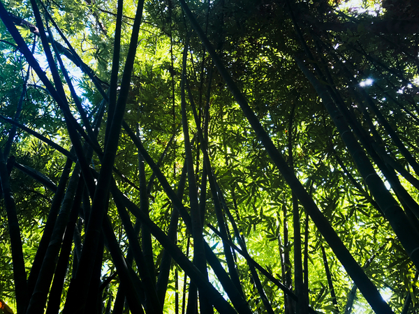 foliage,nature,bamboo,greenery,leaves,free photos