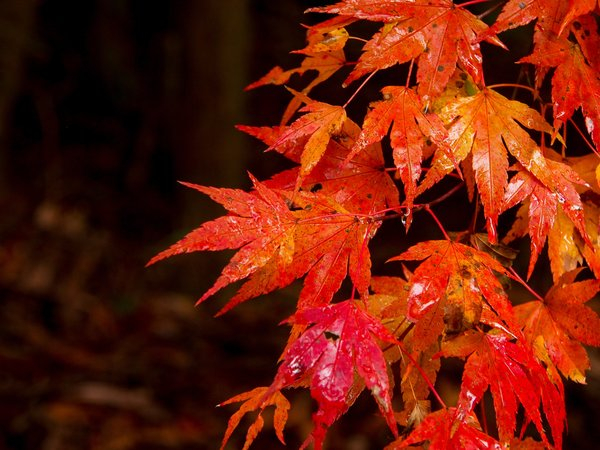 autumn,japan