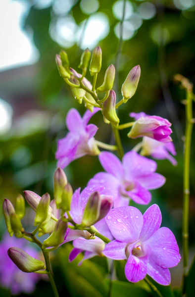 cc0,c1,orchid,flower,floral,purple flower,plant,garden,rain drops,water drops,free photos,royalty free