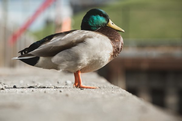  duck,urban,nature, animal