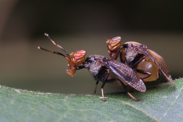 copulating,diptera,mating,hairy,housefly,fauna,flies,wilderness,small,detail,pest,wildlife,bug,wild,male,insect,female,outdoor,sex,fly,life,brown,funny,wing,natural,park,plant,couple,garden,eye,black,orange,spring,grass,forest,red,animal,nature,green,leaf,house,love
