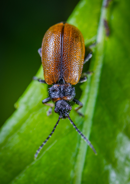 animal,antenna,beetle,bug,close-up,color,entomology,insect,june beetle,leaf,little,macro,macro photography,outdoors,tiny,wild,wildlife,public domain images