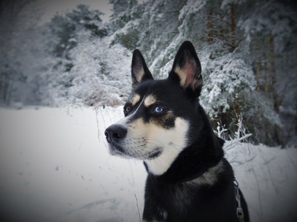 winter,snow,siberian husky,pet,outdoors,dog,cold,canine,animal