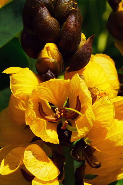 cassia didymobotrya,senna didymobotrya,popcorn bush,peanut butter senna,tropical plant,perennials plant,annual plant,yellow flowers,drought tolerant