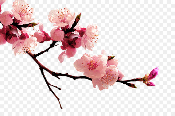 peach,peach blossom,flower,petal,information,pink,plant,blossom,spring,branch,cut flowers,flower arranging,twig,floral design,cherry blossom,flowering plant,png