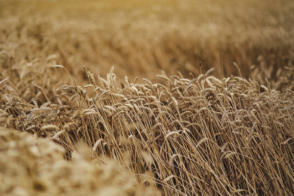 summer,gold,golden,grain,field,wheat,countryside