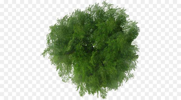 tree,plan,file viewer,shrub,computer software,rendering,clipping path,standard test image,stone pine,evergreen,plant,leaf,grass,png
