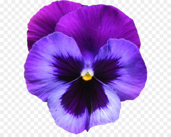 sweet violet,viola sororia,violet,purple,flower,pansy,rose,color,desktop wallpaper,african violets,lilac,plant,seed plant,petal,violet family,viola,flowering plant,png