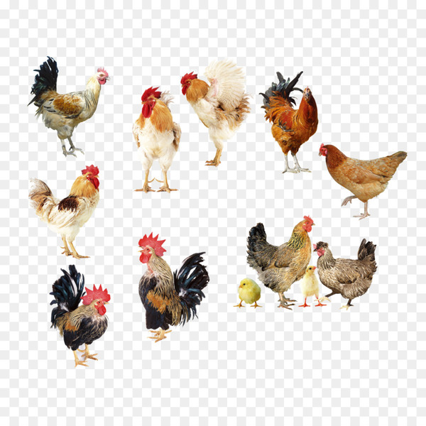 chicken,broiler,fried chicken,egg,buffalo wing,chicken as food,poultry,food,roast chicken,domestic goose,chicken egg,rooster,bird,galliformes,livestock,comb,animal figure,fowl,feather,beak,png