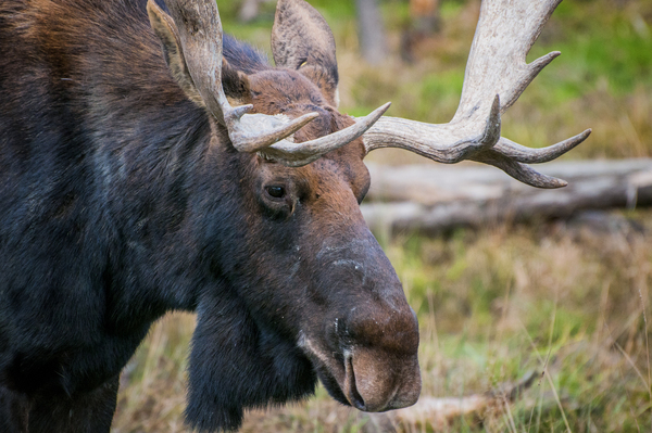 moose,deer,antlers,canada,nature,wilderness,forest,wood