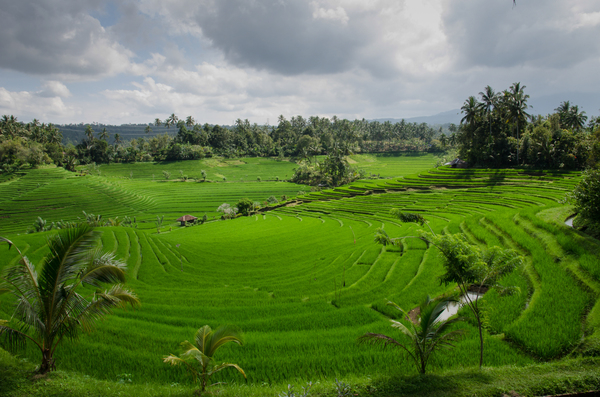 rice paddy field,green,agriculture,bali,landscape,sky,clouds,trees