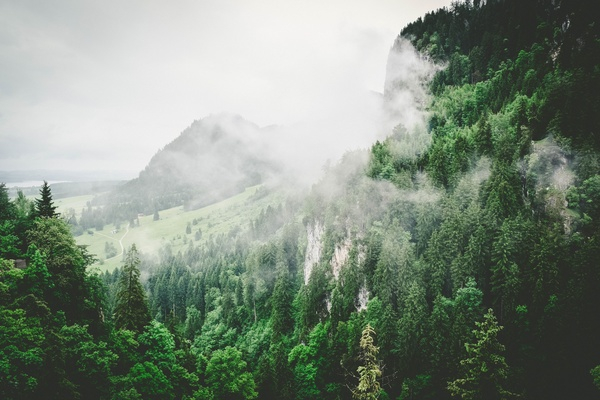 nature,forests,trees,slope,fog,green,white