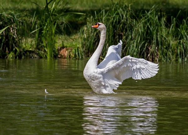 water,swan,lake,bird,avian,animal