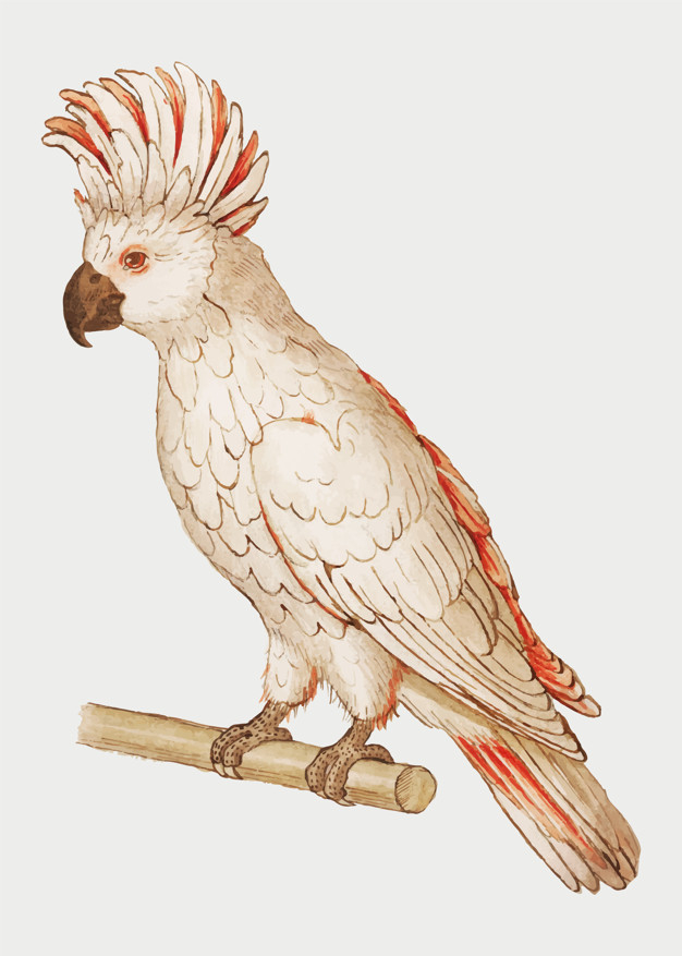 cacatua,moluccan,moluccan cockatoo,salmon crested cockatoo,salmoncrested cockatoo,salmoncrested,perched,perching,crested,ornithology,avian,puffy,cockatoo,fauna,plumage,fluffy,isolated,exotic,artwork,claw,arts,salmon,wild,decor,portrait,antique,beautiful,parrot,branch,decorative,head,illustration,drawing,pet,feather,tropical,colorful,orange,art,cute,retro,beauty,pink,bird,vintage,poster