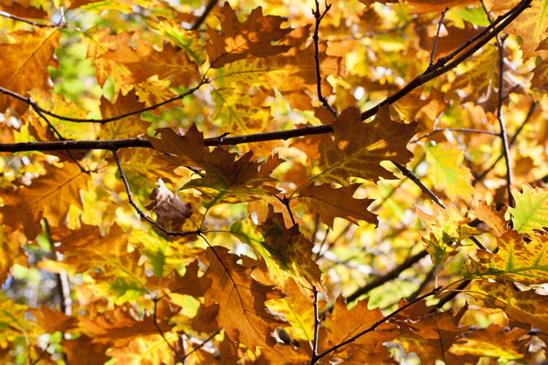 cc0,c1,leaves,autumn,oak,forest,nature,autumn forest,yellow,golden autumn,free photos,royalty free