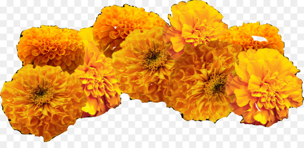 mexican marigold,day of the dead,ofrenda,chrysanthemum,flower,cut flowers,marigold,tagetes,english marigold,yellow,petal,orange,plant,tagetes patula,chrysanths,sunflower,calendula,pollen,png