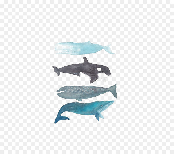 whale,killer whale,humpback whale,printmaking,baleen whale,watercolor painting,printing,drawing,art,blue whale,bowhead whale,wall decal,sea,blue,whales dolphins and porpoises,fish,dolphin,aqua,marine mammal,table,mammal,line,fin,png