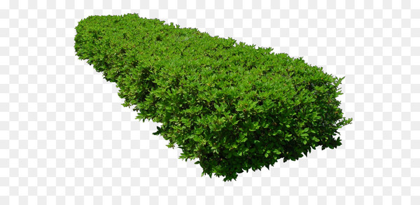shrub,tree,plants,hedge,pruning,malpighia,vegetation,flora,gimp,plant,grass,evergreen,herb,png