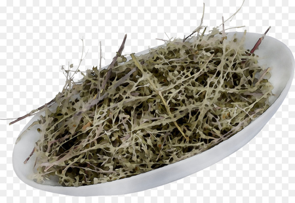 herb,plant,alfalfa sprouts,flower,perennial plant,png