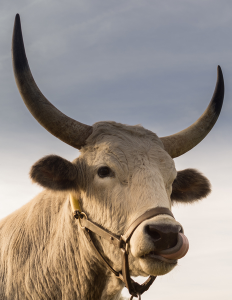 bull,horns,animal