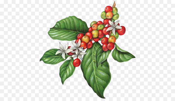 coffee,cafe,tea,espresso,coffee bean,bean,fair trade coffee,coffee bean tea leaf,arabica coffee,food,coffee cupping,berry,specialty coffee,coffea,plant,schisandra,natural foods,fruit,vegetable,holly,aquifoliaceae,aquifoliales,png