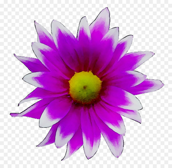dahlia,annual plant,herbaceous plant,purple,plants,petal,flower,violet,pink,plant,botany,magenta,flowering plant,wildflower,daisy family,aster,gerbera,artificial flower,png