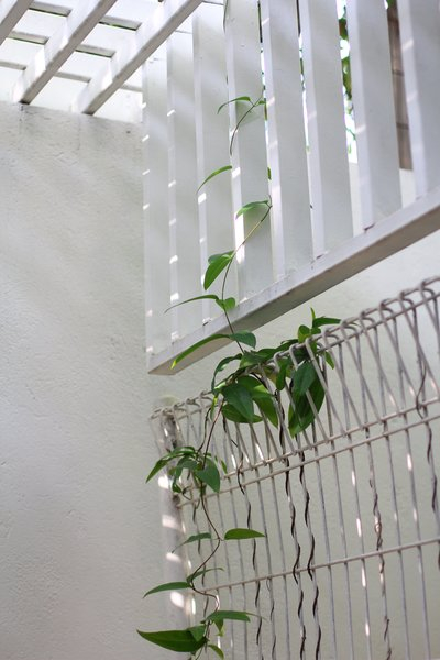 home,vine,plant,leaves,lattice, interior