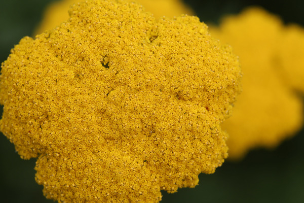 yellow,food,grain,flower